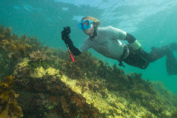 Dowson takes a photo as part of an audit of marine life and habitat.