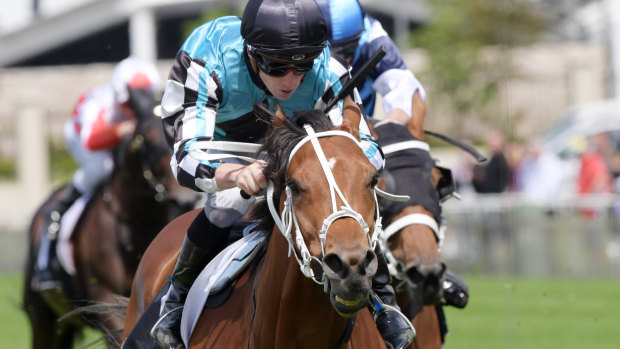 Form: James McDonald rides Naval Warfare – strongly favoured in the New Year's Day Cup in race five today – to victory in the Membership Handicap at Warwick Farm. 