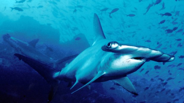 Large sharks roam across very large swathes of the ocean.