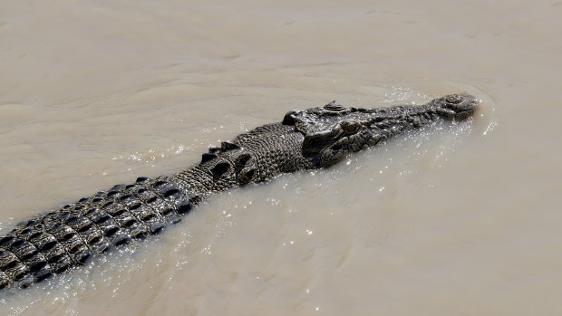 Villagers killed nearly 300 crocodiles after a man died at a crocodile farm.