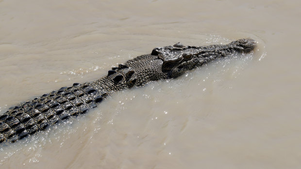 The Northern Territory's saltwater crocodile population is boosted by a viable industry, according to conservation experts.