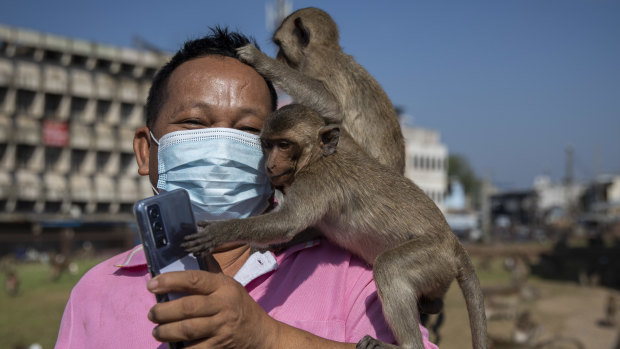 Officials have a plan to end years of monkey mayhem in Thailand
