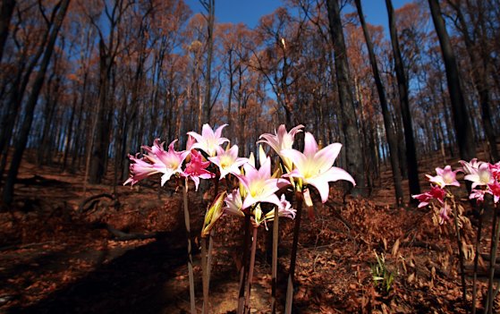 Flowers bloom from the burnt landscape outside Flowerdale, seven weeks after Black Saturday.