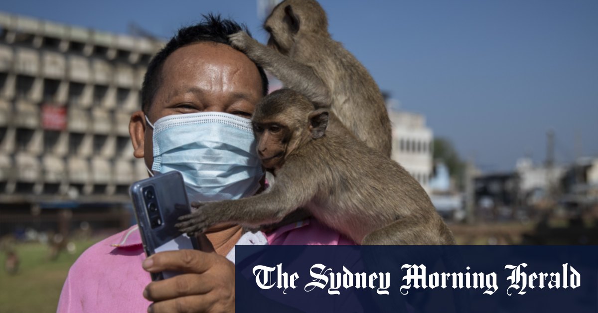 Officials have a plan to end years of monkey mayhem in Thailand - Vimarsana News