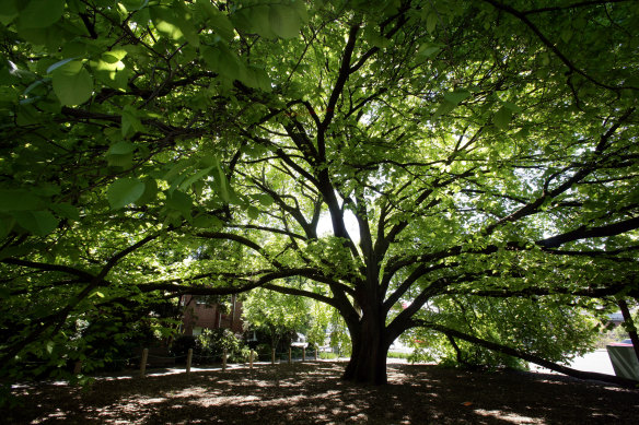 The much-loved golden elm near Punt Road.