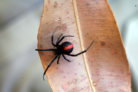 Redback spiders were responsible for half of all spider hospitalisations in 2017-2018. 