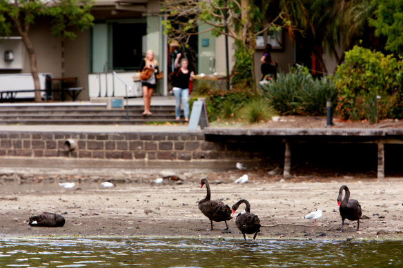 The lake at the Royal Botanic Gardens almost dried up in 2009, just before the drought broke.