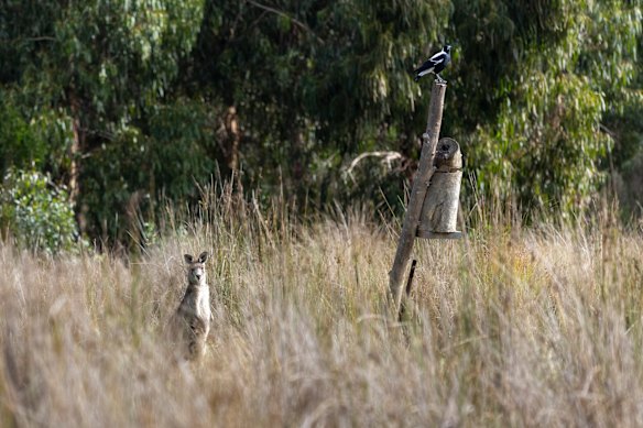A kangaroo on rejuvenated land in Aireys Inlet.