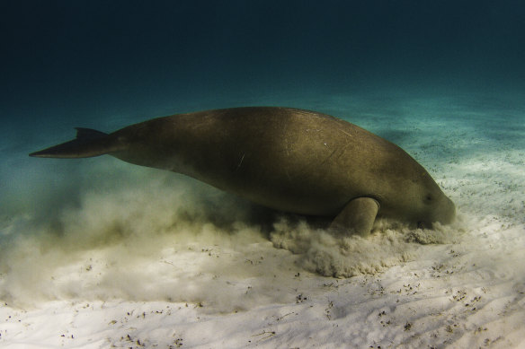 A dugong forages for food. 