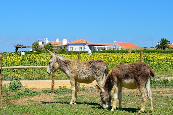 Donkeys graze next to sunflower fields at Herdade do Touril in Alentejo.