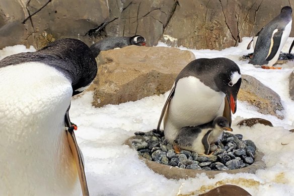 A penguin with a chick at Sea Life Melbourne Aquarium. 