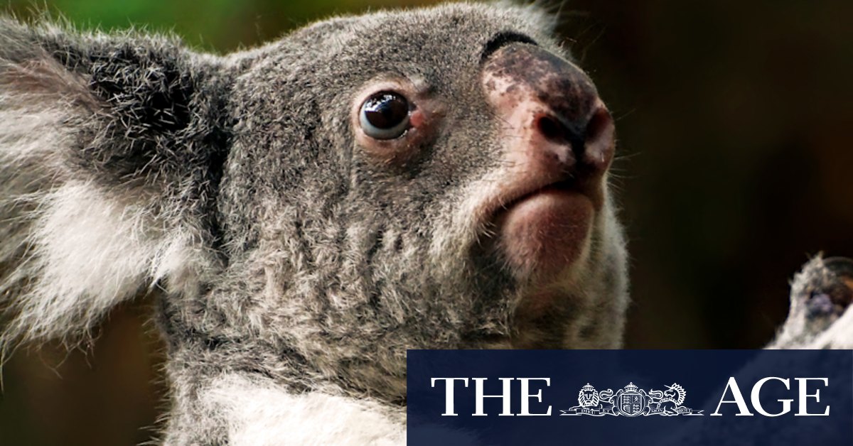 Extinction crisis: Urgent action needed to protect Australia's threatened native species and environment - Vimarsana News