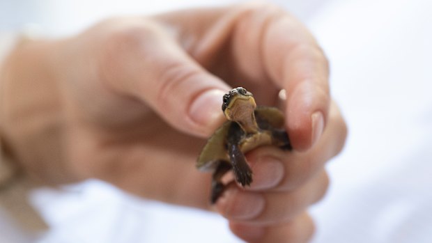 Endangered turtles are being bred to be released back into the wild.