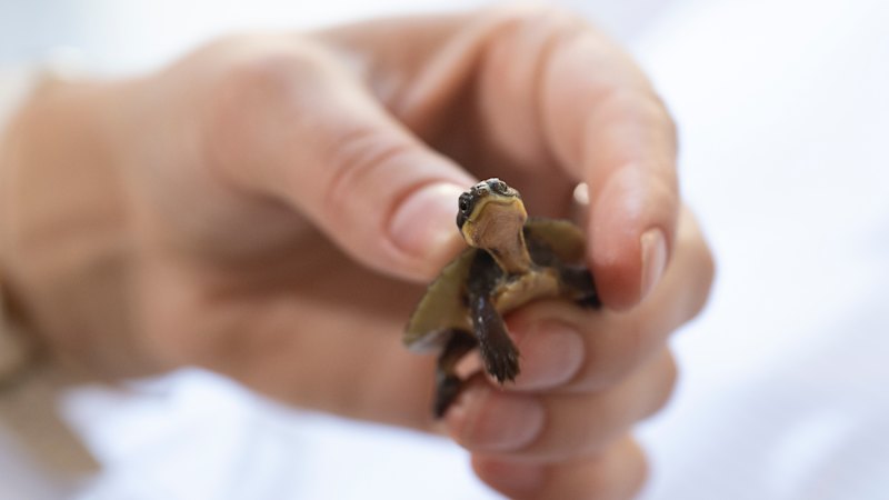 Tiny turtles with big dreams, laughter and a footy comeback: See the light in the darkness