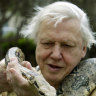 World renowned naturalist David Attenborough holding a python   