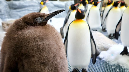 Pesto, only nine months old, eats 25 fish a day and weighs more than his parents combined.