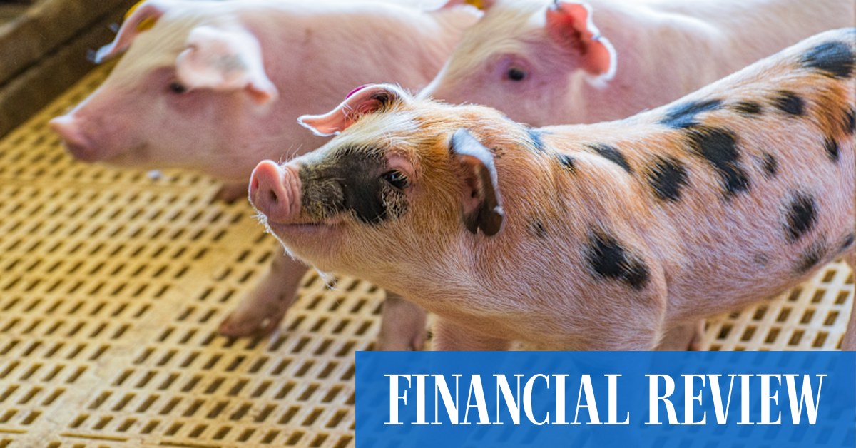 Agricultural property: Riverbend Pork Group assets and business are up for sale - Vimarsana News