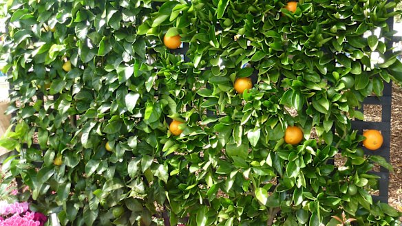 Espaliered fruit trees look fabulous and the warmth from the wall creates a micro-climate for growing fruit that would not otherwise survive in the open garden.