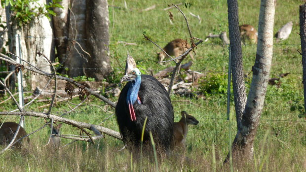 A southern cassowary 