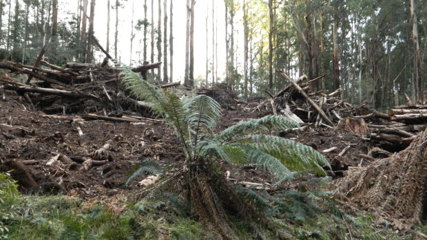 The Toolangi coupe in Victoria's Central Highlands last May.