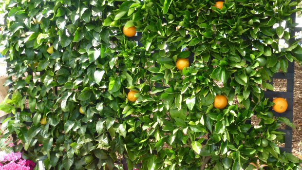 Espaliered fruit trees look fabulous and the warmth from the wall creates a micro-climate for growing fruit that would not otherwise survive in the open garden.