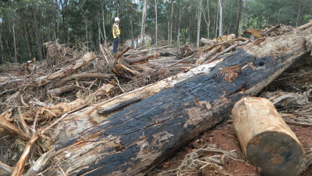 Logging debris on a Toolangi coupe in Victoria's Central Highlands last June.