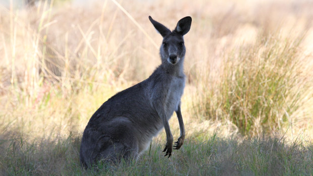 US kangaroo ban plan gets bipartisan support after campaign to save “cute  and cuddly” species