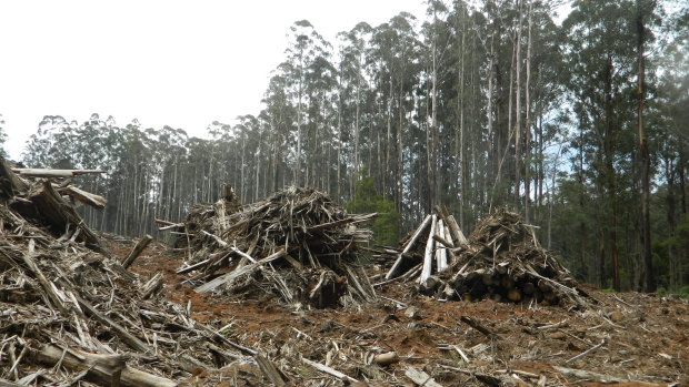 VicForests has been barred from logging operations in the Central Highlands, following a landmark ruling in the Federal Court. 