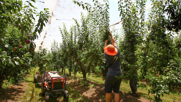 Fruit growers are urgently trying to find enough workers to harvest their crops this year.