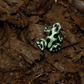 Before “toxic” was carried into the social sciences, it was generally used literally - for example, to describe a frog’s poison.