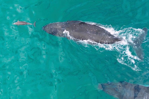 A bottlenose dolphin close to a humpback whale rostrum (front area) bow-riding near Queensland’s Gold Coast.