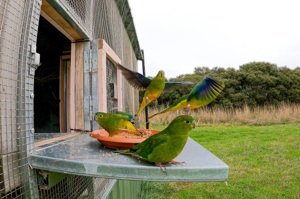 Orange-bellied parrots being released. The wire from the transmitter is just visible next to the tail of the front bird.   