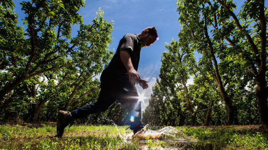 Fruit farmer Adrian Conti in his sodden orchard.