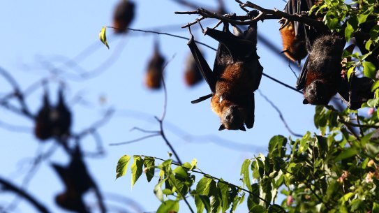 Researchers have confirmed land clearing has driven flying foxes into contact with horses, causing spread of the deadly Hendra virus.