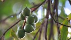 The macadamia push by Rural Funds Group will broaden its exposure to other sectors at a time when the returns from almonds are not high enough.