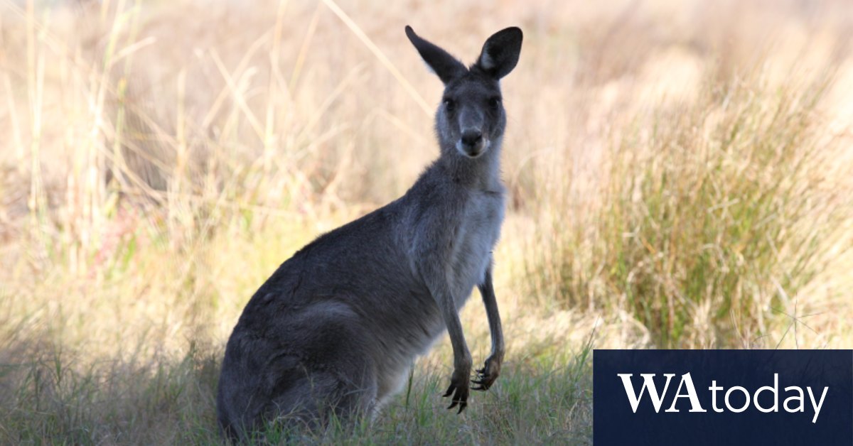 US kangaroo ban plan gets bipartisan support after campaign to save