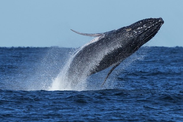 A humpback whale breaches off the coast of Port Stephens north of Sydney, Australia, June 18, 2025. 