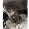 Police Department shows a kitten that was found in a stolen car that police were examining for evidence, and now they are looking for his owner.