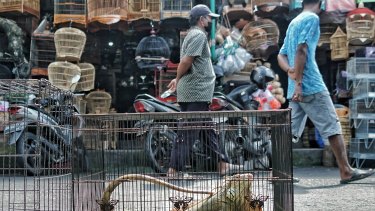 A live lizard is displayed for sale in a cage at the Satria market in Bali, Indonesia.