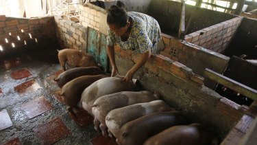 Cambodian Aok Kim gives food for feeding her pigs near her home in Ta Prum village outside Phnom Penh, Cambodia.