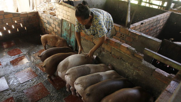 Cambodian Aok Kim gives food for feeding her pigs near her home in Ta Prum village outside Phnom Penh, Cambodia.