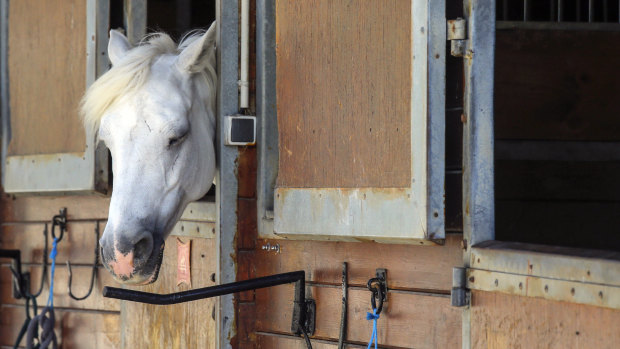 A horse at an equestrian club in Les Yvelines, west of Paris. 