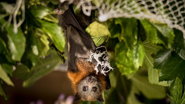 A flying fox hangs tangled in fruit-tree netting.