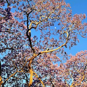 Jacarandas first arrived in Brisbane in 1864. 