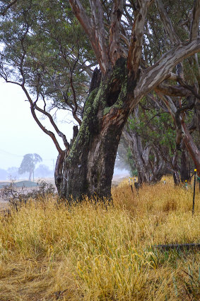 The Djab Wurrung argue this tree, believed to be about 500 years old, is not within the Western Highway duplication project boundary and should not be cut down. 