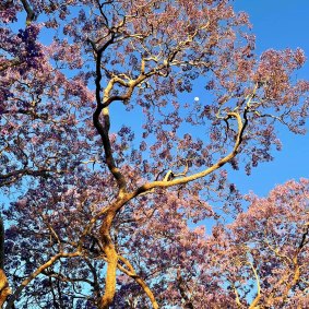 Jacarandas first arrived in Brisbane in 1864. 