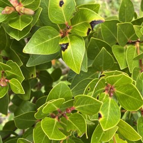 Lord Howe Island mountain rose infected by myrtle rust.