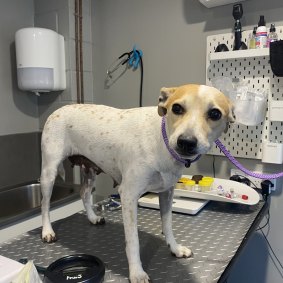 One of the Jack Russell terriers that was left without food or water.