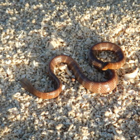 The dusky sea snake just wants a quiet life but is at the centre of a multibillion-dollar battle.