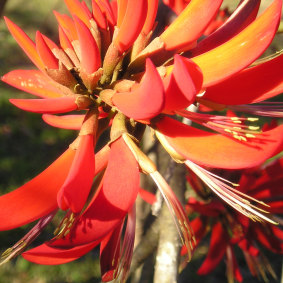 Perfect for the  eastern suburbs: a deciduous coral tree that blooms in winter.
